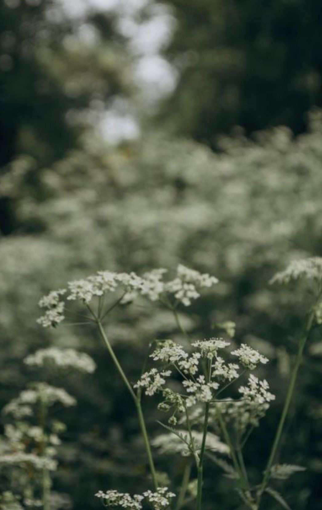 Soft floral texture background